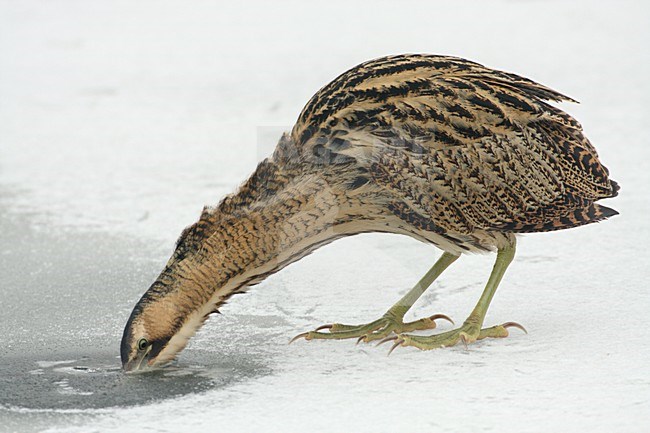 Roerdomp bij wak; Eurasian Bittern foraging in winter stock-image by Agami/Karel Mauer,