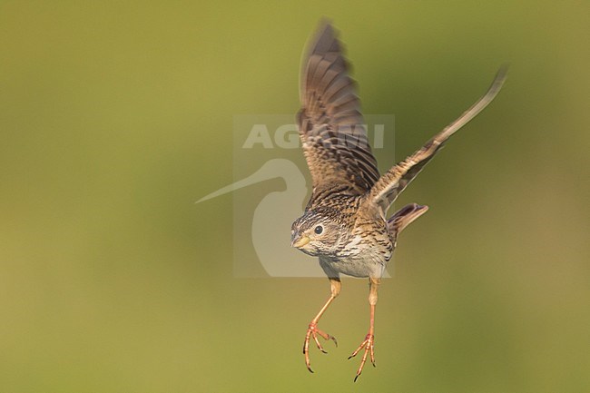 Corn Bunting - Grauammer - Miliaria calandra ssp. calandra, Hungary, adult stock-image by Agami/Ralph Martin,