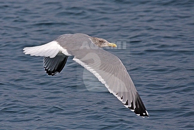 Vega Gull (Larus vegae) in flight wintering in Japan. stock-image by Agami/Pete Morris,