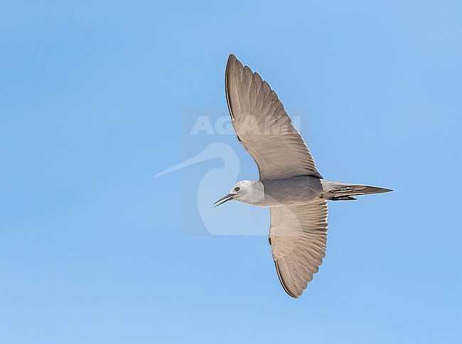 Blue Noddy, Anous ceruleus, in flight. stock-image by Agami/Pete Morris,