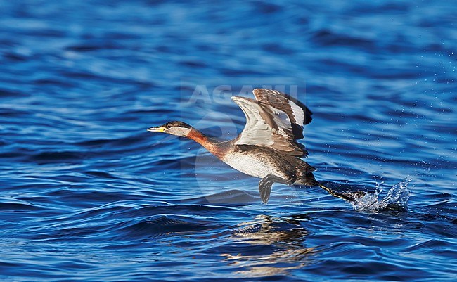 Roodhalsfuut, Red-necked Grebe, Podiceps grisegena stock-image by Agami/Tomi Muukkonen,