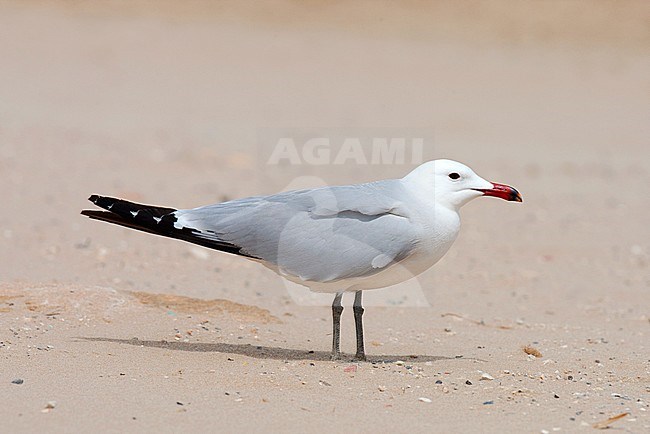  stock-image by Agami/Arnold Meijer,