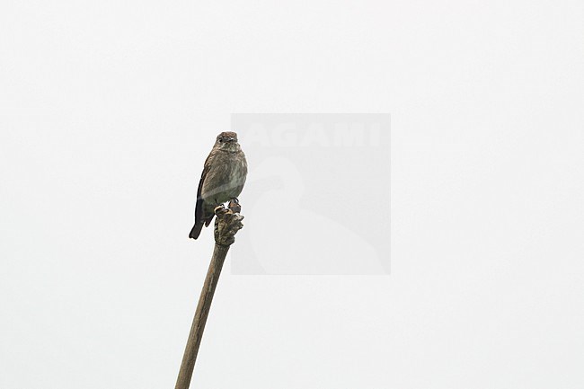 Dark-sided Flycatcher (Muscicapa sibirica), perched in Kaeng Krachan National Park, Thailand stock-image by Agami/Helge Sorensen,