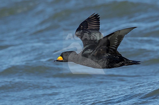 Adult male Black Scoter (Melanitta americana) in flight over Atlantic Ocean, Ocean County, New Jersey, USA. stock-image by Agami/Brian E Small,