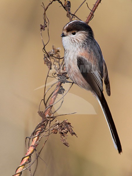 Italiaanse Staartmees, Italian Long-tailed Tit stock-image by Agami/Daniele Occhiato,