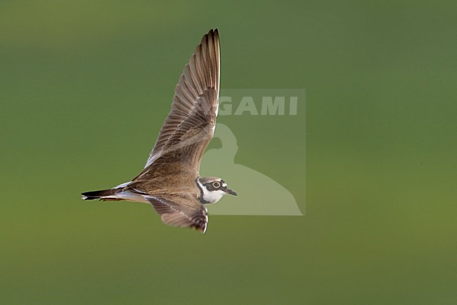 Little Ringed Plover adult flying; Kleine Plevier volwassen vliegend stock-image by Agami/Daniele Occhiato,