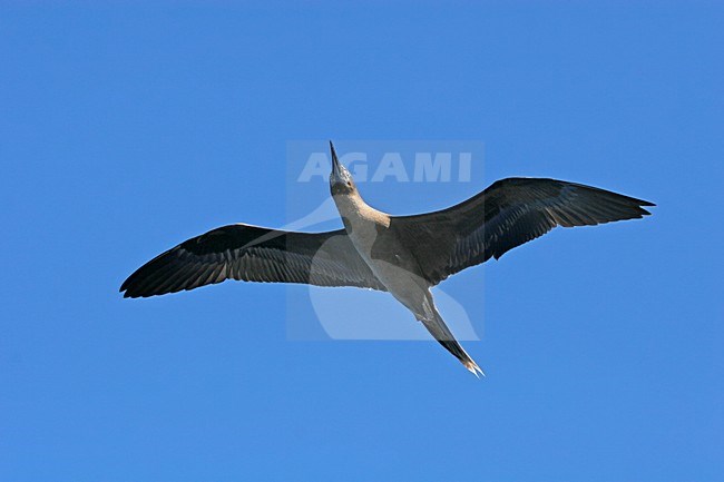 Vliegende Roodpootgent, Red-footed Booby in flight stock-image by Agami/Pete Morris,