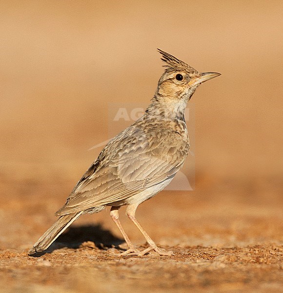 Adult Crested Lark (Galerida cristata pallida) standing in the Spanish steppes. stock-image by Agami/Marc Guyt,