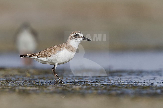 Woestijnplevier, Greater Sand-Plover stock-image by Agami/Ralph Martin,