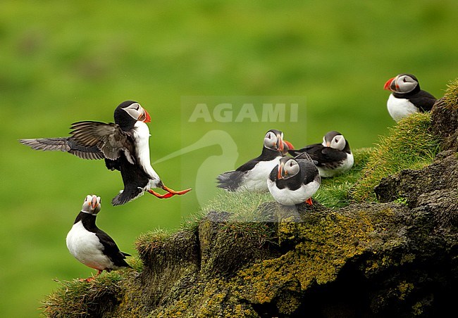 Groep Papegaaiduikers op de broedplaats; Group of Atlantic Puffins on breeding ground stock-image by Agami/Danny Green,