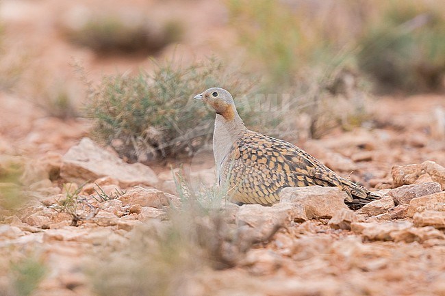 Black-bellied Sandgrouse (Pterocles orientalis), adult male crouched on the ground in Morocco stock-image by Agami/Saverio Gatto,