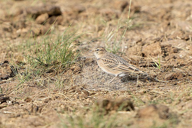 Mongolian Short-toed Lark, Calandrella dukhunensis, during autumn migration in Mongolia. Standing on the ground. stock-image by Agami/Dani Lopez-Velasco,