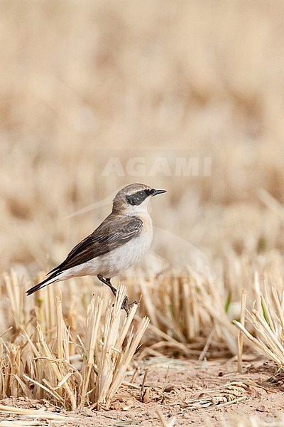 Eastern Black-eared Wheatear (Oenanthe melanoleuca) during spring migration in Eilat, Israel. stock-image by Agami/Marc Guyt,