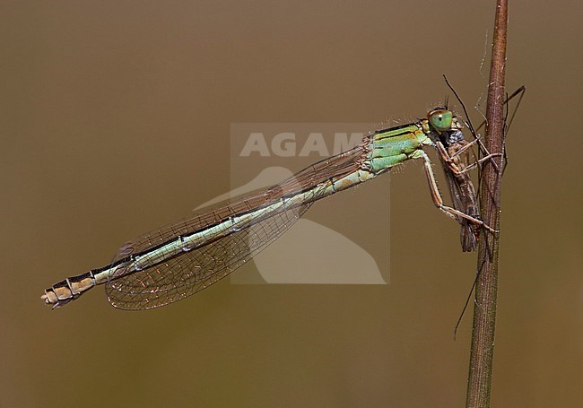 Adult female Scarce Blue-tailed Damselfly (Ischnura pumilio) with a mosquito as prey at the Hatertse Vennen in the Netherlands. stock-image by Agami/Fazal Sardar,