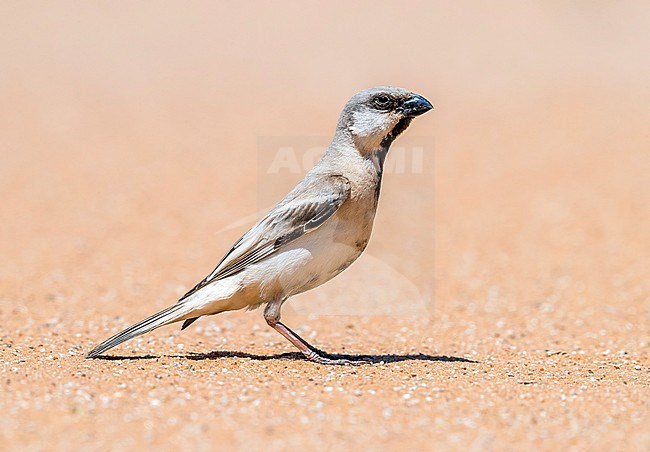 Male Northern Desert Sparrow sitting on the sand, Inchiri, Mauritania. April 04, 2018. stock-image by Agami/Vincent Legrand,