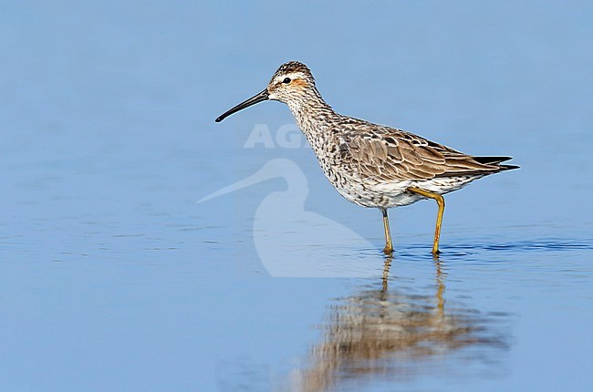 Adult in transition to breeding
Galveston Co., TX
April 2014 stock-image by Agami/Brian E Small,