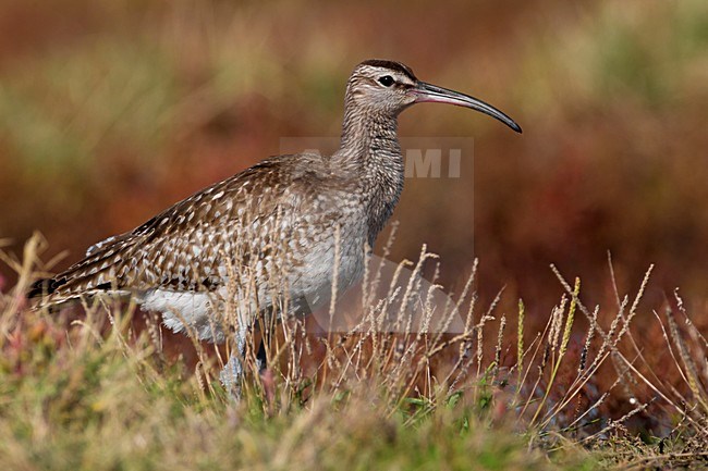 Regenwulp in nat habitat; Eurasian Whimbrel in wet terrain stock-image by Agami/Daniele Occhiato,