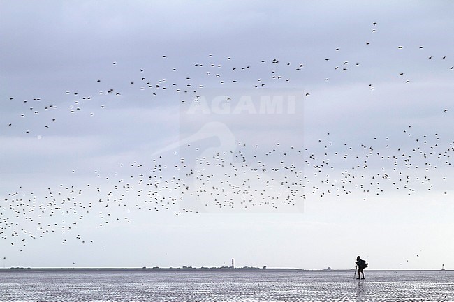 Birdwatcher counting birds in the Wadden Sea, Germany. stock-image by Agami/Ralph Martin,