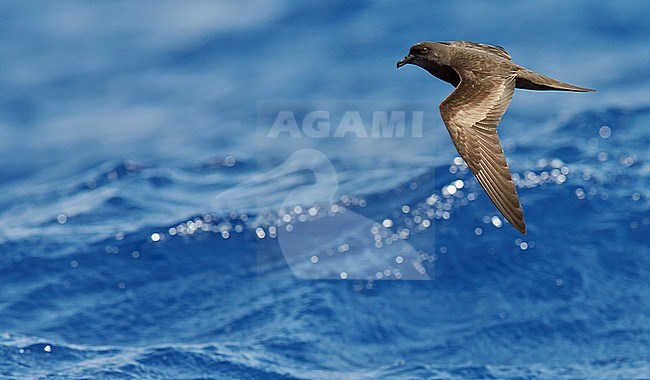 Bulwer's Petrel (Bulweria Bulveria) Madeira Portugal August 2012 stock-image by Agami/Markus Varesvuo,