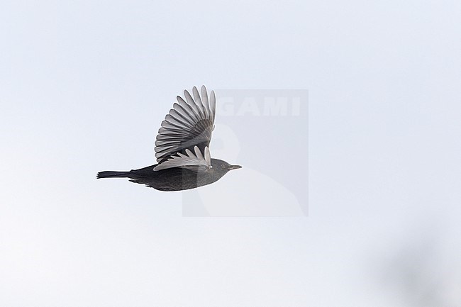 First-winter male Common Blackbird (Turdus merula) in flight at Rudersdal, Denmark stock-image by Agami/Helge Sorensen,