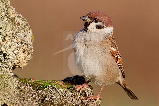 Eurasian Tree Sparrow, Adult perched on a rock, Campania, Italy (Passer montanus) stock-image by Agami/Saverio Gatto,