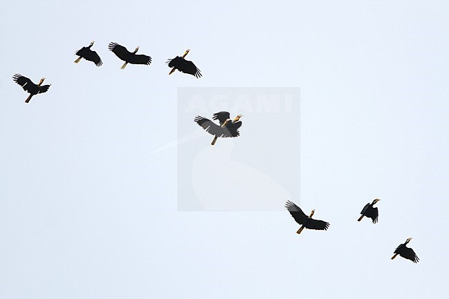 Large group of Plain-pouched Hornbills (Rhyticeros subruficollis) flying at dusk towards roosting site at Temenggor, Malaysia. stock-image by Agami/James Eaton,