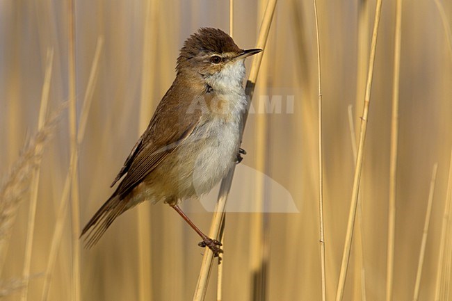 Veldrietzanger in rietstengel; Paddyfield Warbler in reed stem stock-image by Agami/Daniele Occhiato,