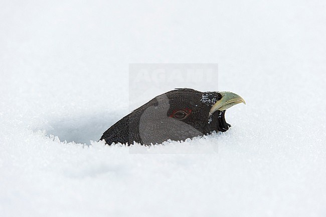 Auerhoen, Western Capercaillie stock-image by Agami/Jari Peltomäki,