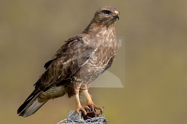 Steppebuizerd in zit; Steppe Buzzard perched stock-image by Agami/Daniele Occhiato,