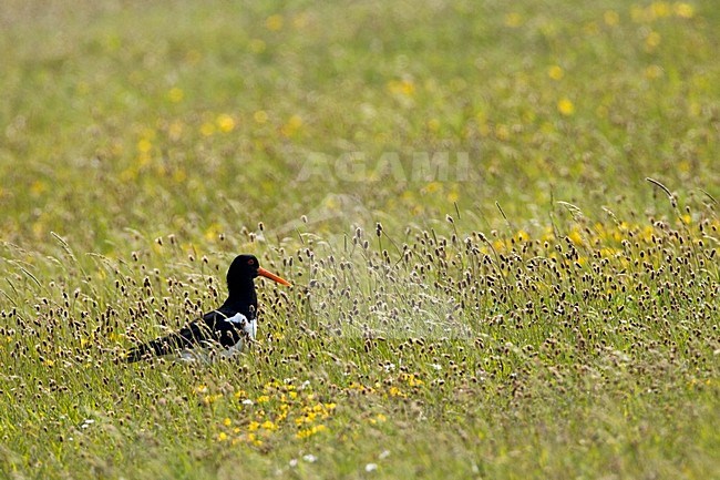 Eurasian Oystercatcher; Scholekster zittend in grasland stock-image by Agami/Marc Guyt,