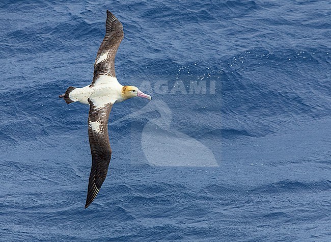 Adult Short-tailed Albatross (Phoebastria albatrus) at sea off Torishima island, Japan. Also known as Steller's albatross. In flight over the sea. stock-image by Agami/Marc Guyt,