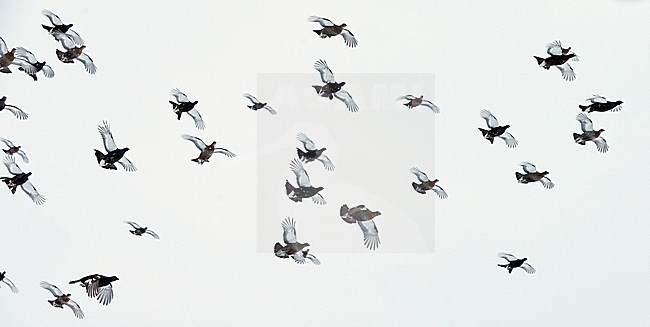 Korhoenders in de vlucht; Black Grouse in flight stock-image by Agami/Markus Varesvuo,