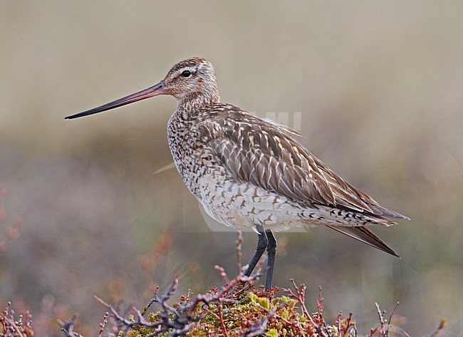 Bar-tailed Godwit standing; Rosse Grutto staand stock-image by Agami/Markus Varesvuo,