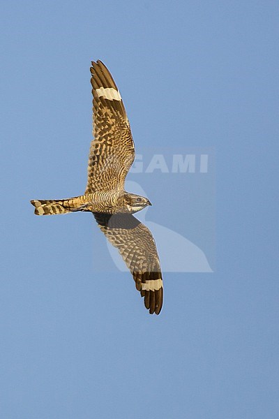 Adult male
Kern Co., CA
June 2005 stock-image by Agami/Brian E Small,