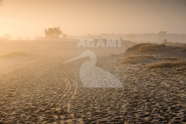 N.P. Looonse en Drunense Duinen, mistige zonsopkomst, foggy sunrise stock-image by Agami/Rob Riemer,