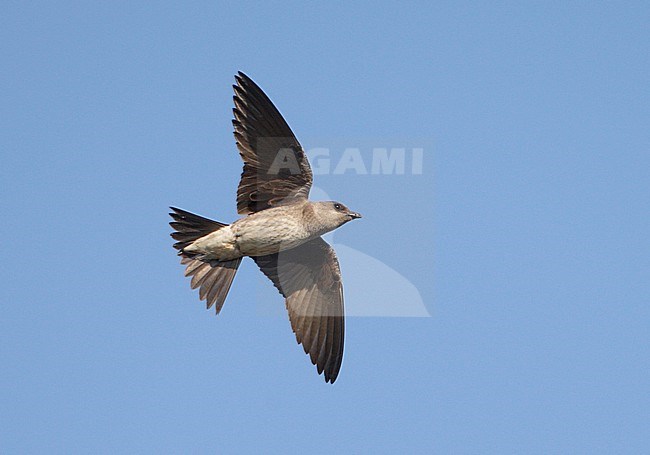 Vrouwtje Purperzwaluw in vlucht, Female Purple Martin in flight stock-image by Agami/Mike Danzenbaker,