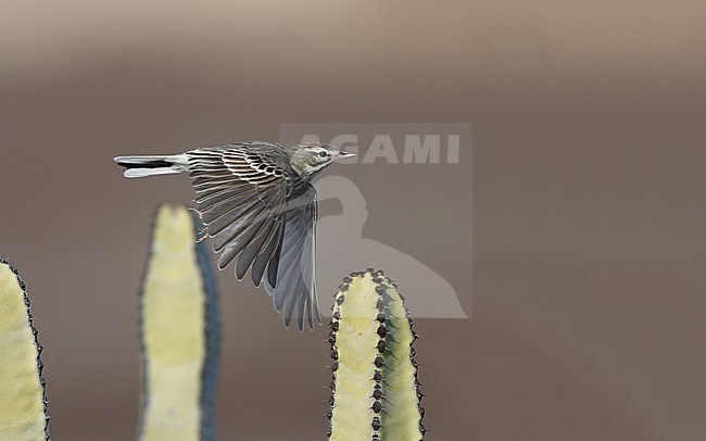 Berthelot's Pipit (Anthus berthelotii berthelotii) in flight at la Rasca, Tenerife, Canary Islands stock-image by Agami/Helge Sorensen,