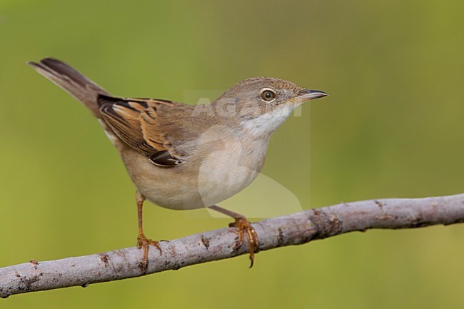 Grasmus zittend op tak; Common Whitethroat perched on a branch stock-image by Agami/Daniele Occhiato,