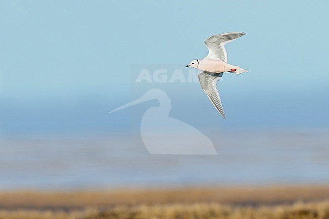 Adult male Ross's Gull (Rhodostethia rosea) in flight in breeding plumage during the short arctic spring in Barrow, Alaska, USA in June 2018 stock-image by Agami/Dubi Shapiro,