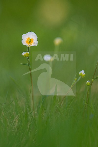 KuepferÂ´s Buttercup stock-image by Agami/Wil Leurs,