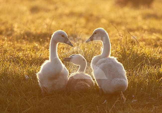 Trio of Mute Swans (Cygnus olor) chicks with backlight at the Groene Jonker near Nieuwkoop in the Netherlands. Resting in a meadow. stock-image by Agami/Marc Guyt,