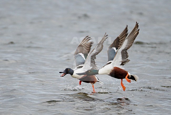 Shoveler(Anas clypeata)UtÃ¶ Finland May 2010 stock-image by Agami/Markus Varesvuo,