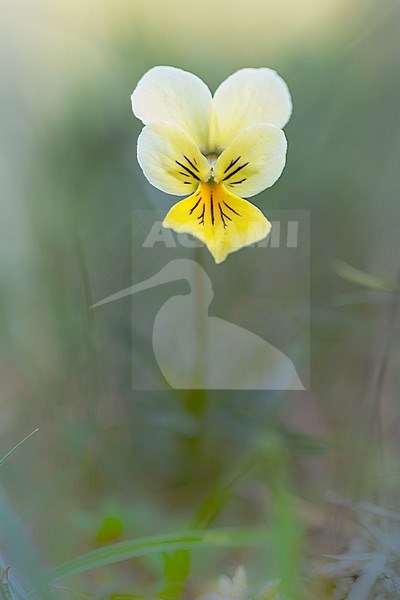 Detail van Zinkviooltje, Closeup of Mountain Pansy stock-image by Agami/Wil Leurs,