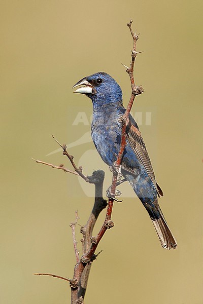 Adult autumn male Blue Grosbeak (Passerina caerulea) in Brewster Co., Texas, USA.
September 2016 stock-image by Agami/Brian E Small,