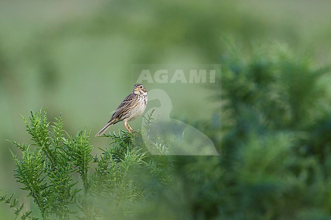 Corn Bunting - Grauammer - Miliaria calandra ssp. calandra, Hungary, adult stock-image by Agami/Ralph Martin,