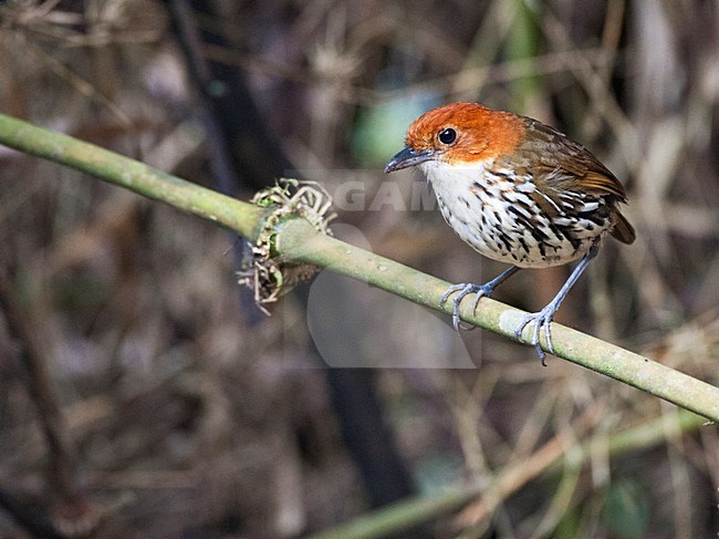 Roestkapmierpitta, Chestnut-crowned Antpitta, Grallaria ruficapilla stock-image by Agami/Marc Guyt,