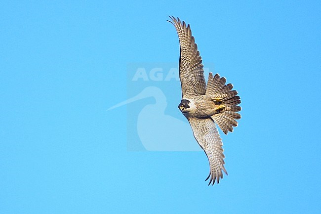 Vliegende Slechtvalk, Peregrine Falcon in flight stock-image by Agami/Jari Peltomäki,