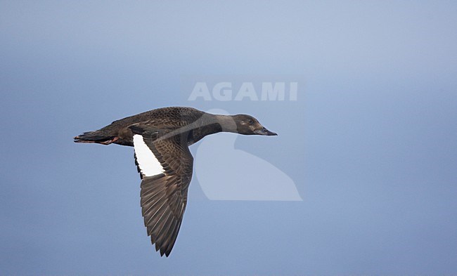 Grote ZeeÃ«end vrouwtje vliegend;

Velvet Scoter female flying stock-image by Agami/Markus Varesvuo,