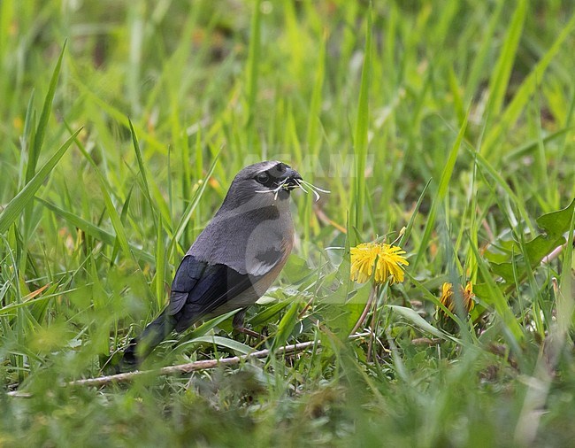 Grey-headed bullfinch (Pyrrhula erythaca) stock-image by Agami/Pete Morris,