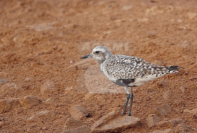 Zilverplevier ruiend naar zomerkleed, Grey Plover moulting to summerplumage stock-image by Agami/Markus Varesvuo,